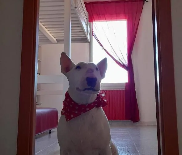 Bologna Homestay B&B Couette-café